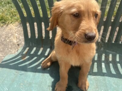 Female Golden Retrievers
