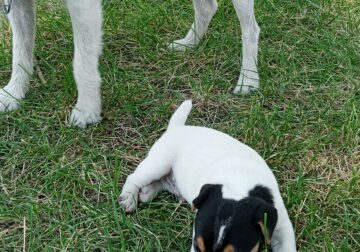 Jack Russell Puppies