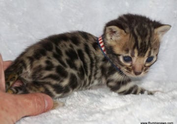 Bengal Kittens Super Cute