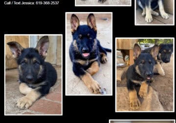 Purebred German Shepherd Puppies – Beautiful