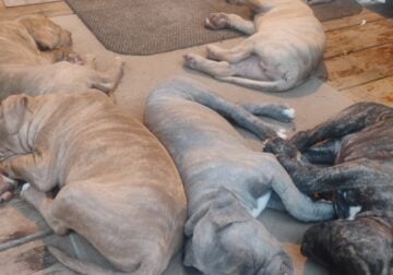8 WK old Beautifull Blue-Nosed Pit-Bull pups