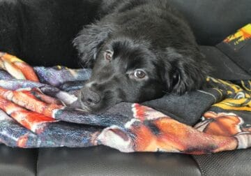 Beautiful Aussie/Golden retriever puppy