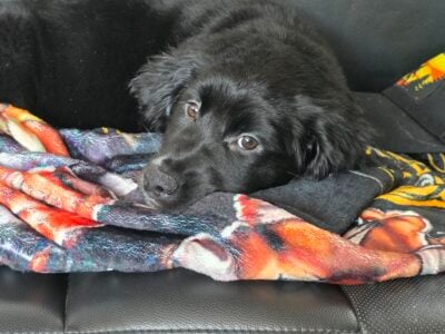 Beautiful Aussie/Golden retriever puppy