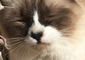 Siamese 2 Boys Bonded Pair 15mth Snowshoe + Pal