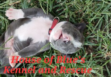 Blue Nose APBT Red Male