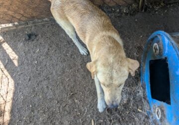 AKC Yellow Labrador retriever