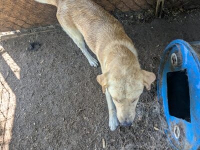 AKC Yellow Labrador retriever