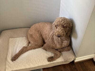 Lovable Golden Doodle