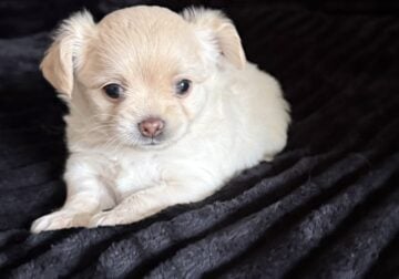 🐾 Meet Leah! 🐾