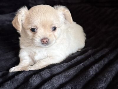 🐾 Meet Leah! 🐾