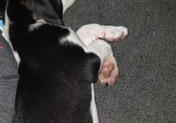 Sweet and smart puppy
