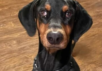 Kylo – Playful family dog great with kids.