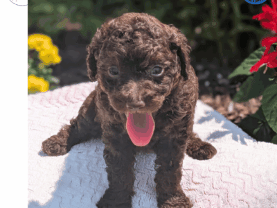 BUFFY (AKC CHOCOLATE TOY POODLE)