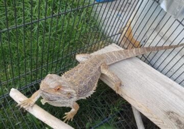 Bearded Dragons for sale