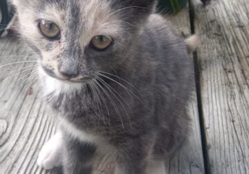 Beautiful and Friendly kittens