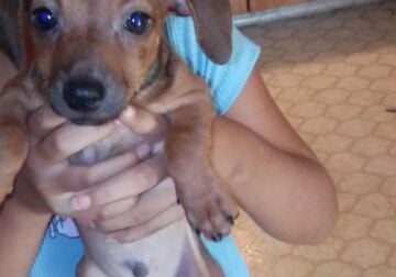 Puppy