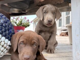 Silver, White, & Chocalote Lab Puppies