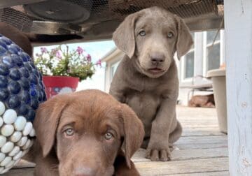 Silver, White, & Chocalote Lab Puppies