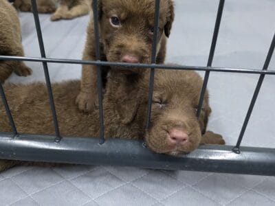 Chessapeak bay retriever puppies