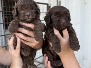 Shih Poo