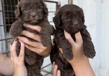 Shih Poo