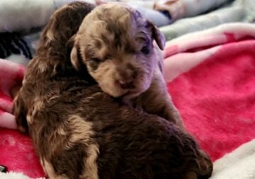 CKC Goldendoodle Puppies