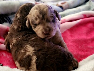 CKC Goldendoodle Puppies