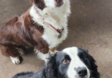 MiniAussie puppies