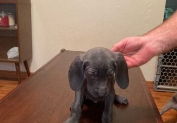 Puppies for Sale #4