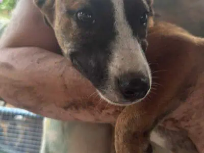 Husky and lab puppies free to a good home