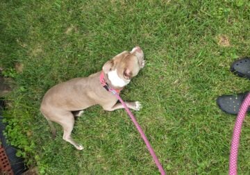 Beautiful XL-Bully