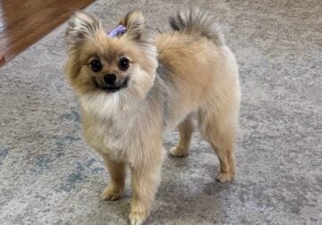 Roxy needs a new home