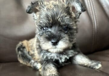 Miniature schnauzer