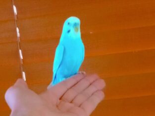 2 Parakeets White/Blue and Yellow/Green With Cage