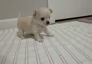 Meet Teddy – Your New Best Friend!