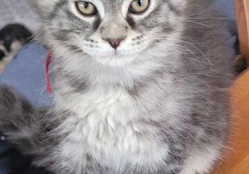 Mainecoon kittens