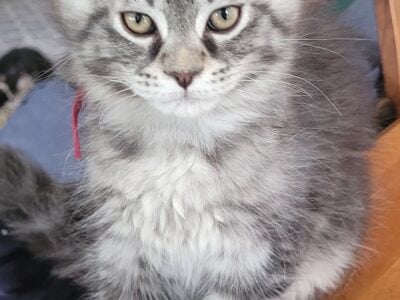 Mainecoon kittens