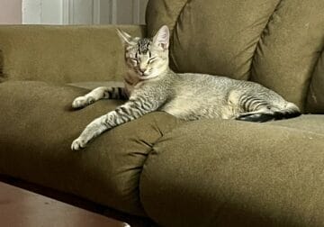 Need to rehome cat