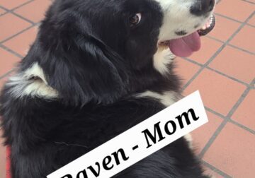 Newfoundland puppies