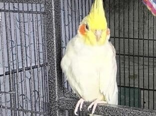 MEET RIO