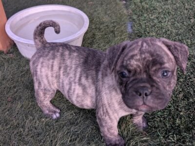 Brendal Frenchie Pug