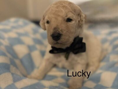 Medium Goldendoodle Litter