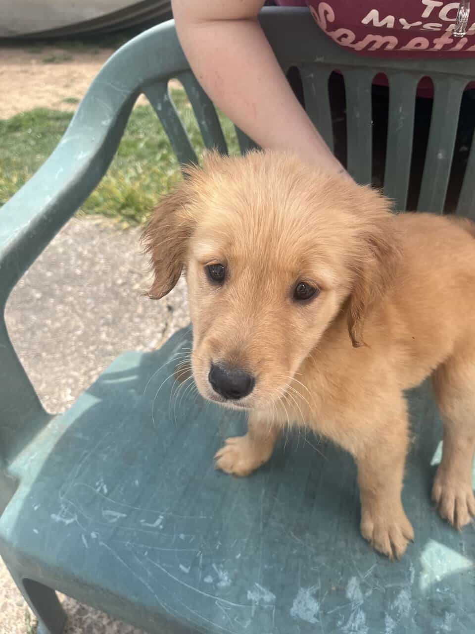 Female Golden Retrievers image 6