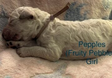 CKC Registered Medium Goldendoodles