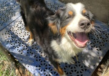 Free Bernedoodle