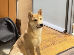 Amazing Pup for Sale