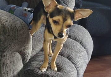 4 month old male