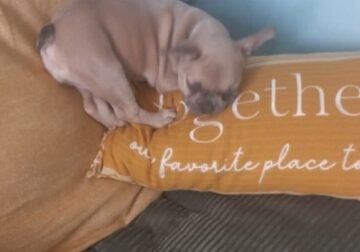 Adorable Frenchie puppy