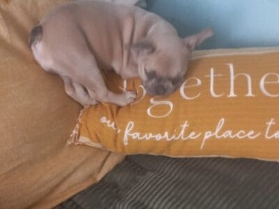 Adorable Frenchie puppy