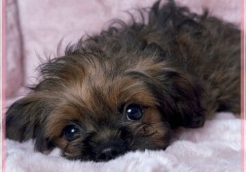 Twiggy the Brussels Griffon Female